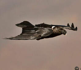 Corbeau à nuque blanche