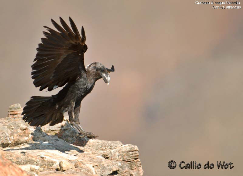 Corbeau à nuque blancheadulte