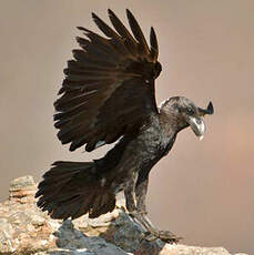 Corbeau à nuque blanche