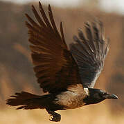 Pied Crow