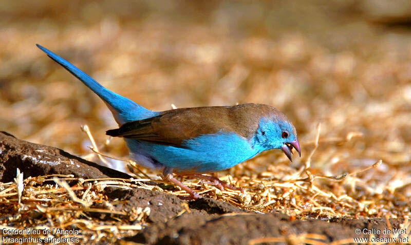 Cordonbleu de l'Angola mâle adulte