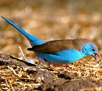 Blue Waxbill