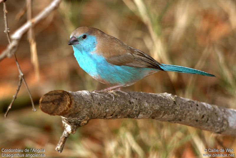 Cordonbleu de l'Angola mâle