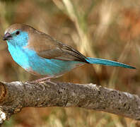 Blue Waxbill