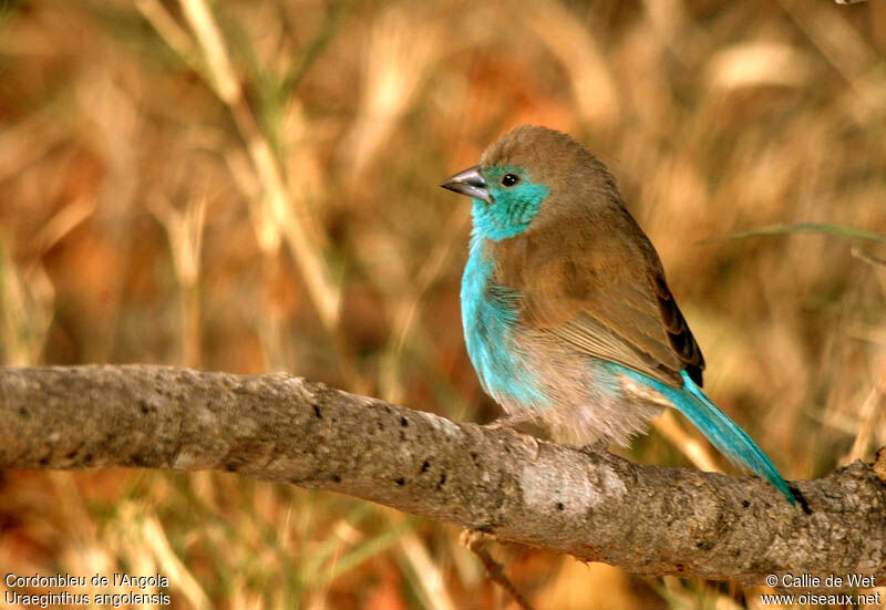 Cordonbleu de l'Angola mâle