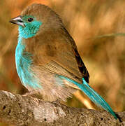 Blue Waxbill