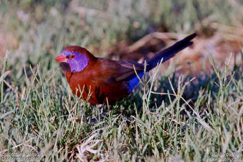 Violet-eared Waxbill male adult