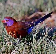 Violet-eared Waxbill