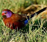 Violet-eared Waxbill