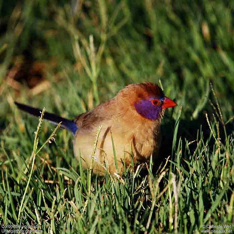 Violet-eared Waxbill female adult