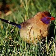 Violet-eared Waxbill