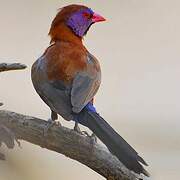 Violet-eared Waxbill