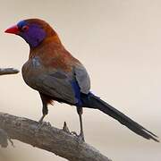 Violet-eared Waxbill