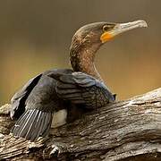 Cormoran à poitrine blanche