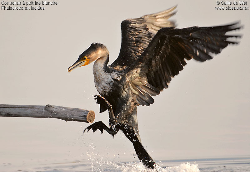 Cormoran à poitrine blancheadulte