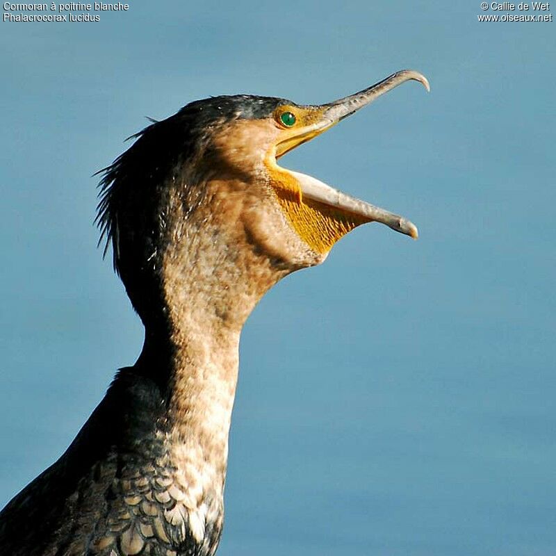 White-breasted Cormorantadult