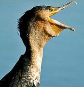 White-breasted Cormorant