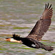 Cormoran à poitrine blanche