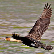 White-breasted Cormorant