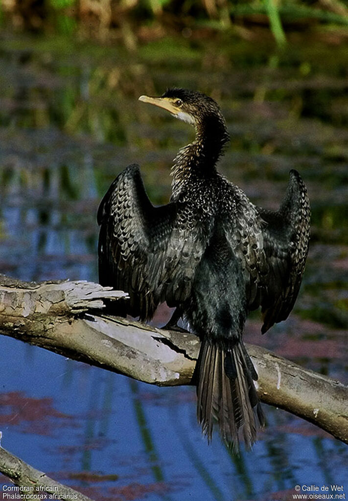 Reed Cormorantjuvenile