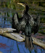 Reed Cormorant