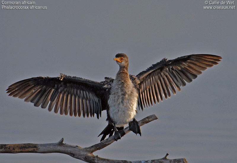 Cormoran africainjuvénile