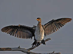 Reed Cormorant