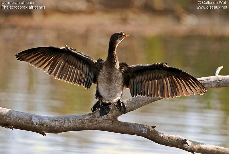 Reed Cormorantjuvenile