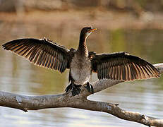 Reed Cormorant