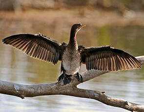 Cormoran africain