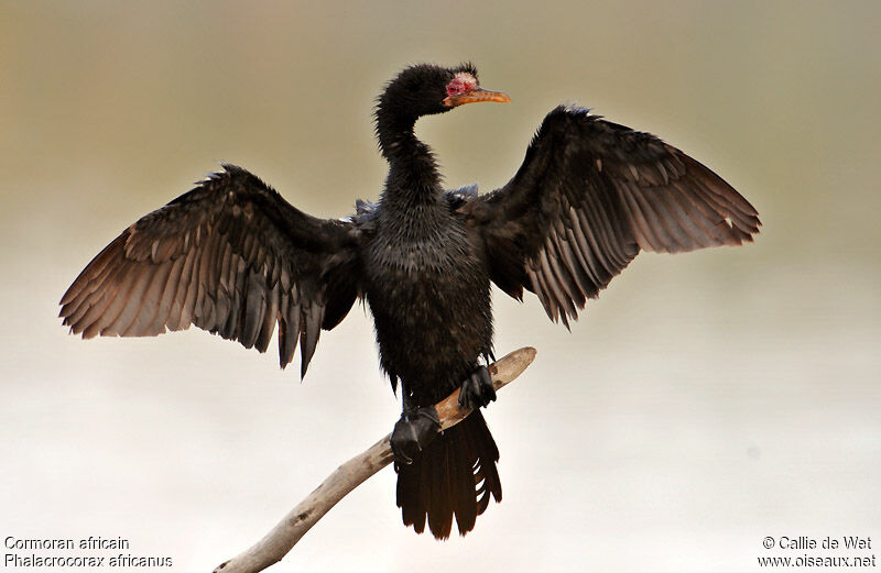 Cormoran africainadulte