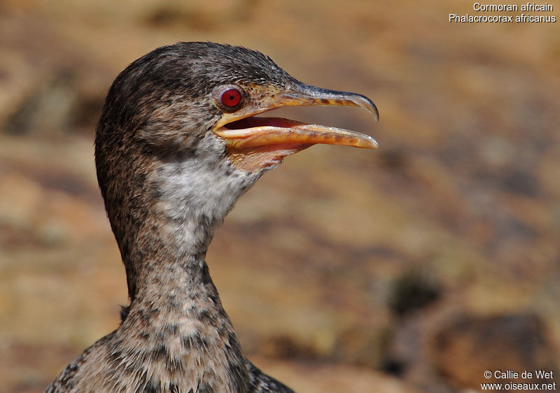 Cormoran africainimmature