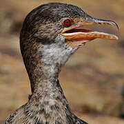 Cormoran africain