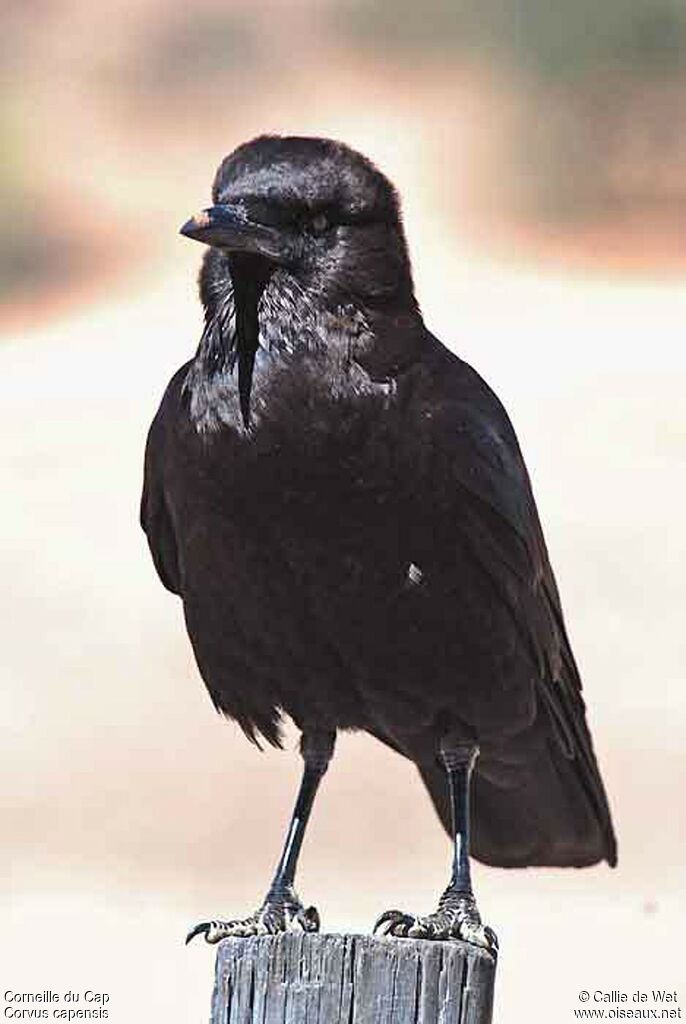 Cape Crowadult