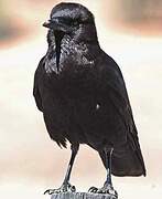 Cape Crow