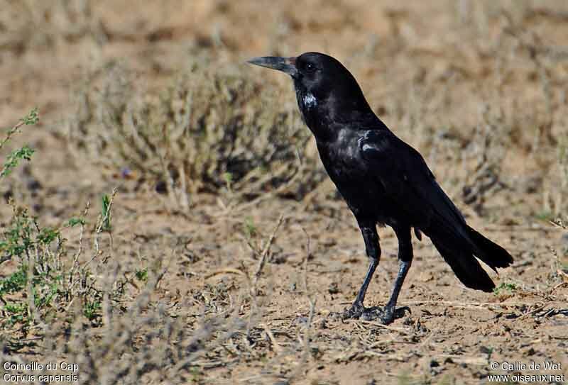 Cape Crowadult