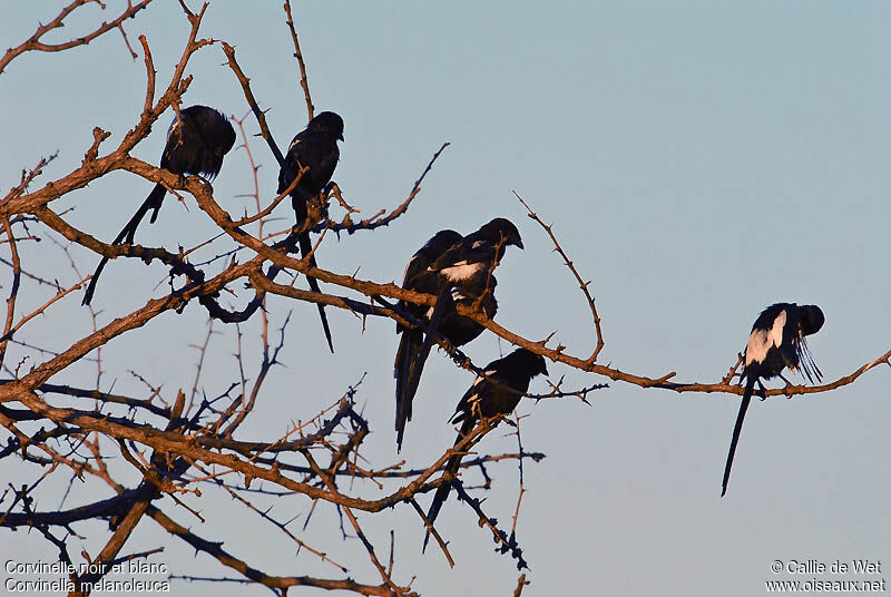 Magpie Shrike