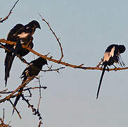 Magpie Shrike