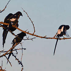 Corvinelle noir et blanc