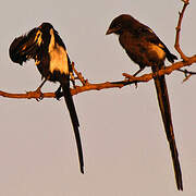 Magpie Shrike