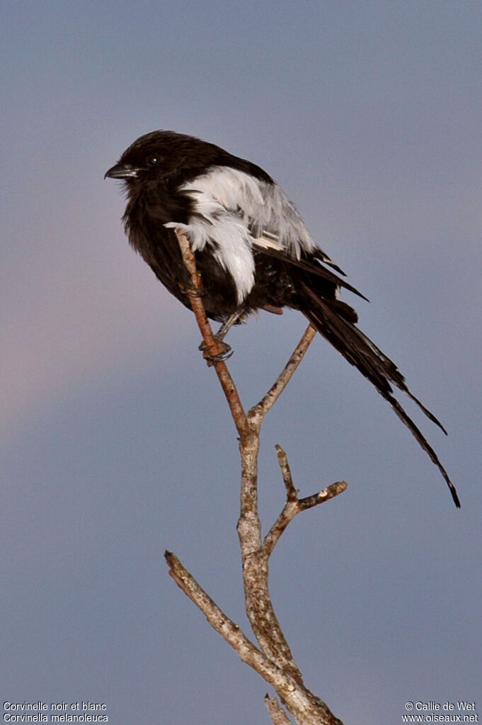 Corvinelle noir et blanc