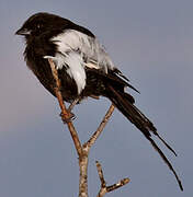 Magpie Shrike