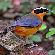 White-browed Robin-Chat