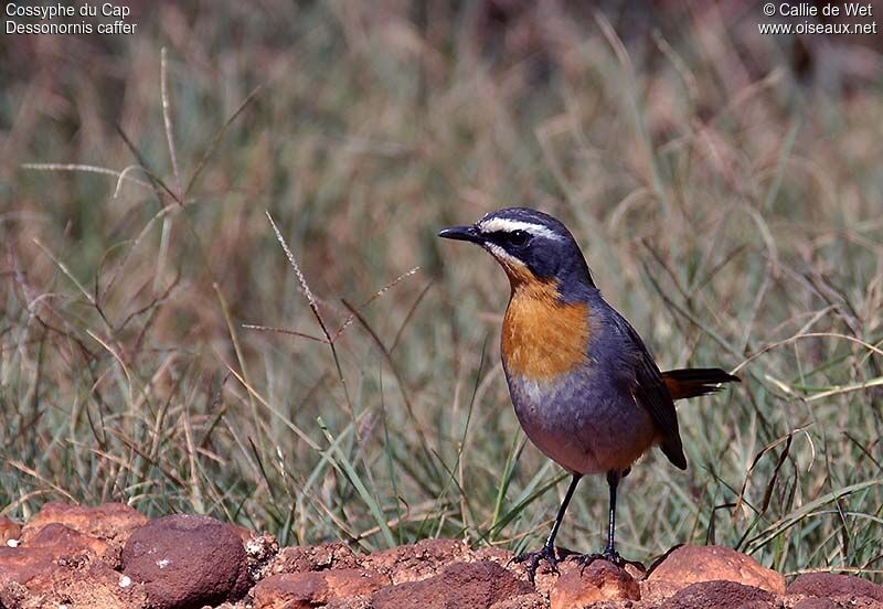 Cape Robin-Chatadult