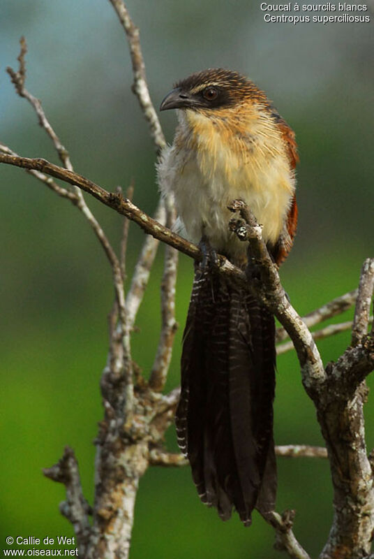 White-browed Coucaladult