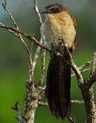 White-browed Coucal