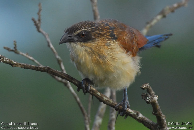 White-browed Coucaladult