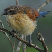 White-browed Coucal