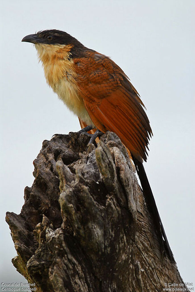 Coucal de Burchell