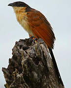 Coucal de Burchell